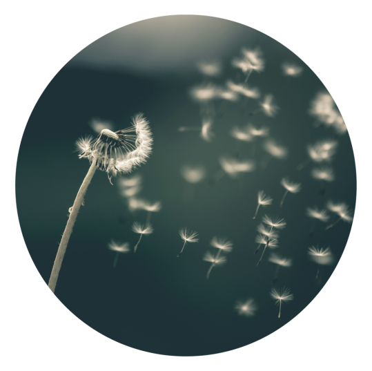 a dandelion flowing in the wind with the seeds flying by to show breathing deeply