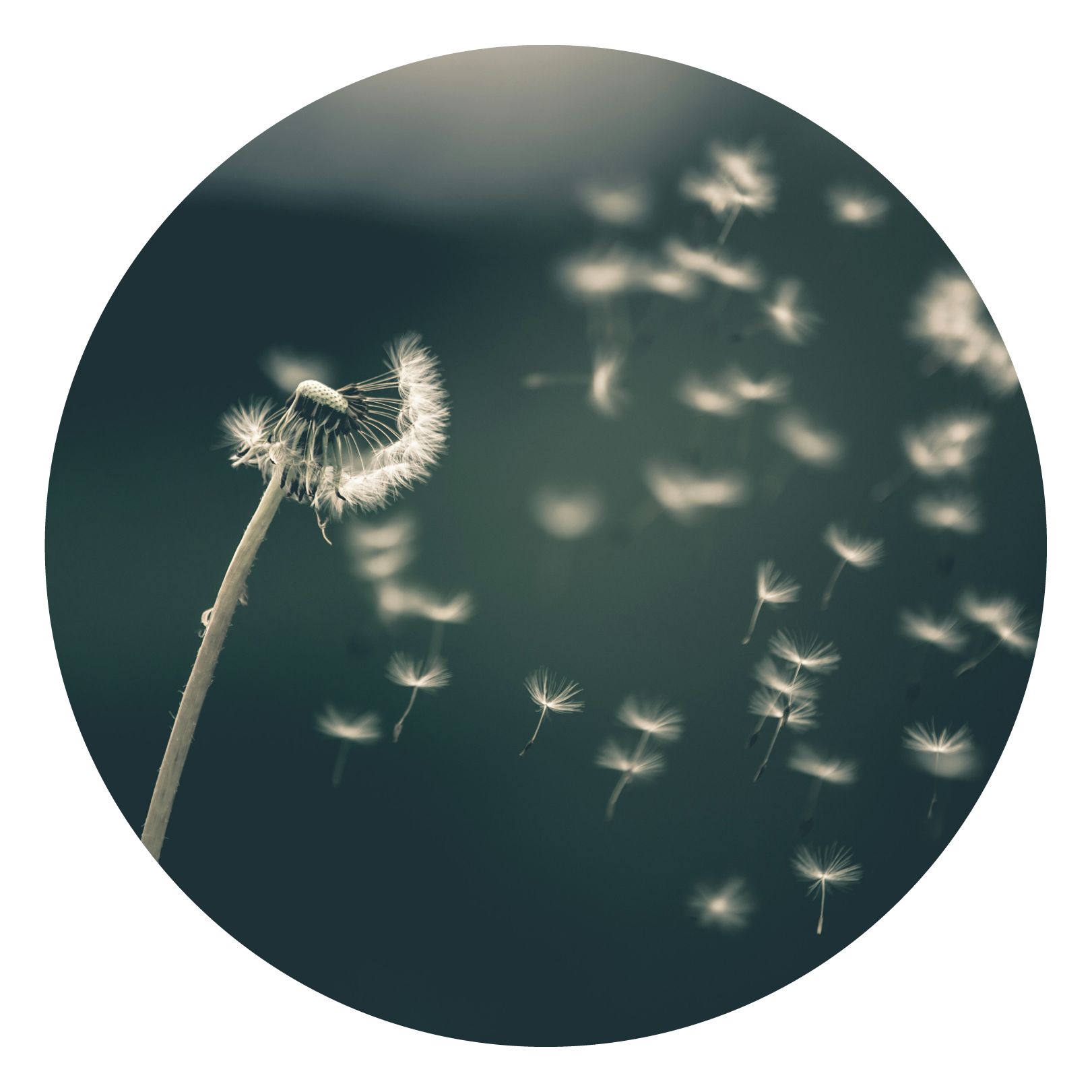 a dandelion flowing in the wind with the seeds flying by to show breathing deeply